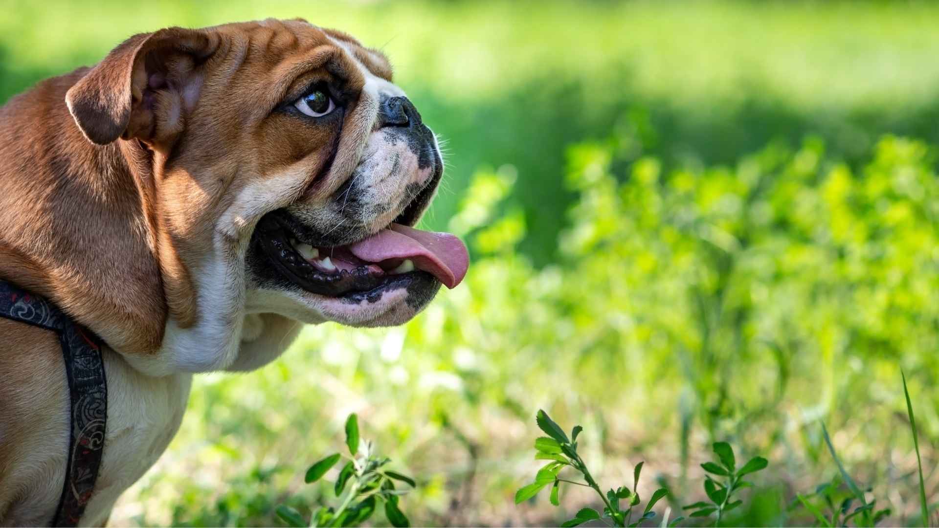 Características perros braquicéfalos
